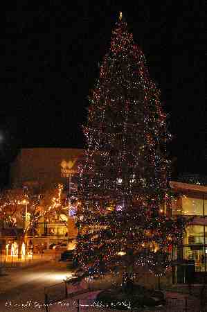 ../Images/180 Churchill Square Tree.jpg